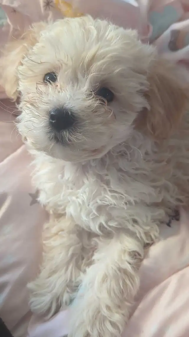 male Malshipoo pup - Photo 2