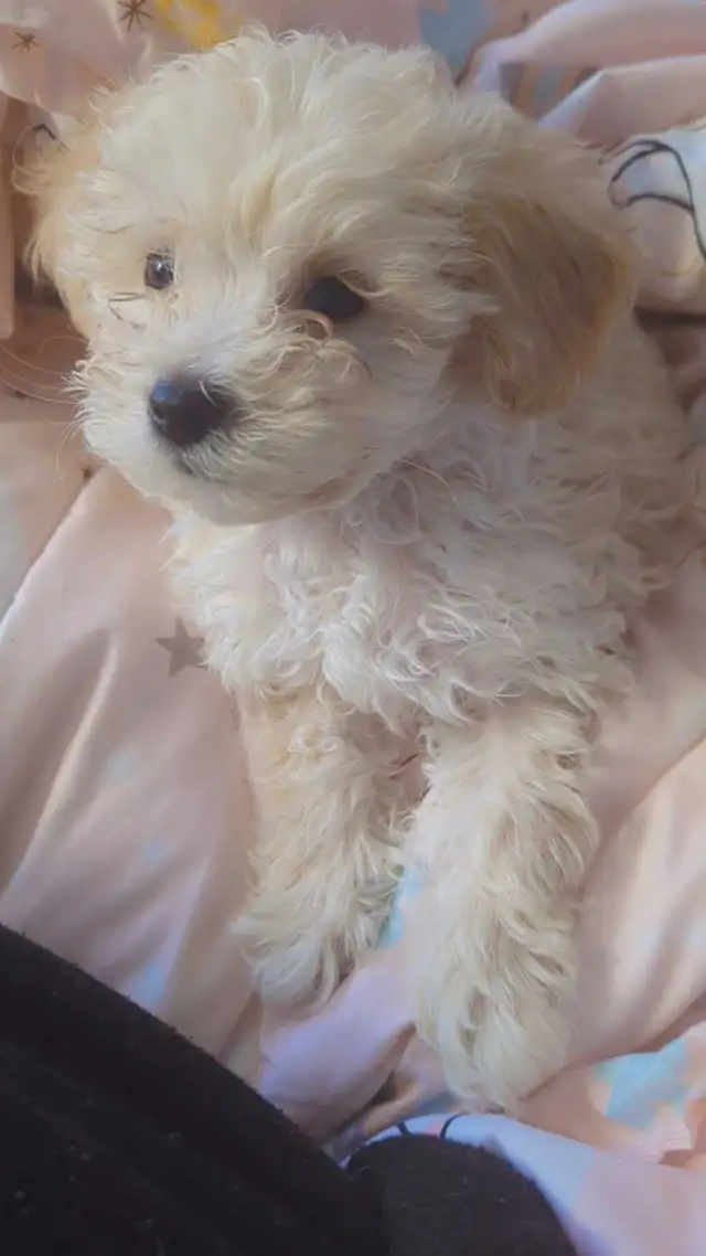 male Malshipoo pup - Photo 3