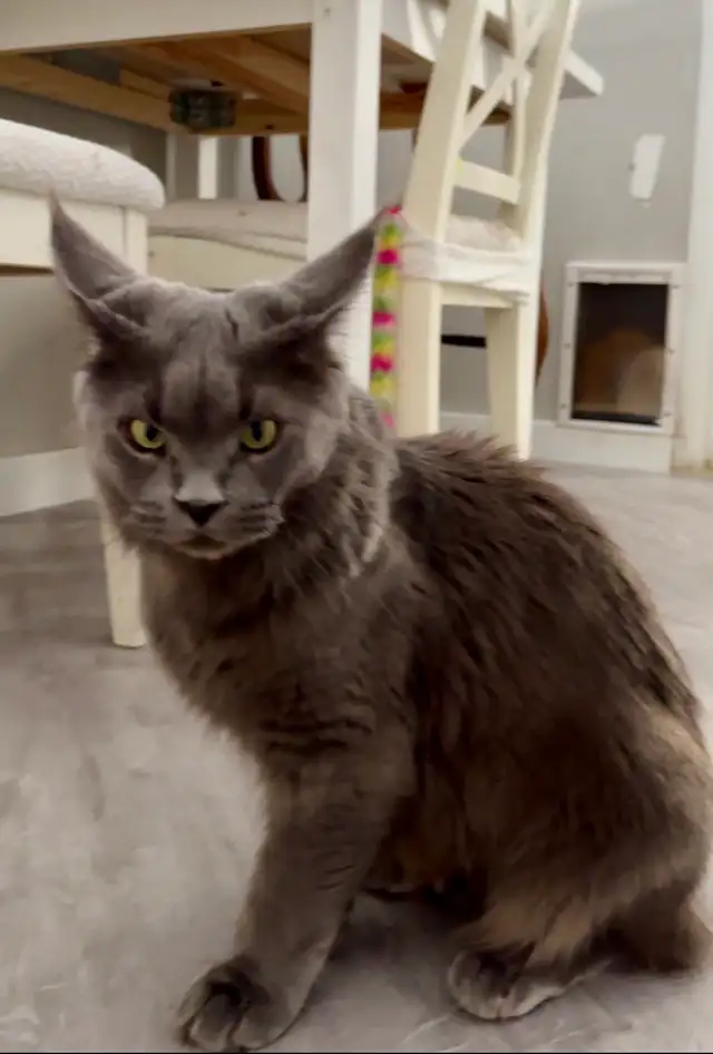 Maine Coons: Kittens & Adults Seeking Loving Homes