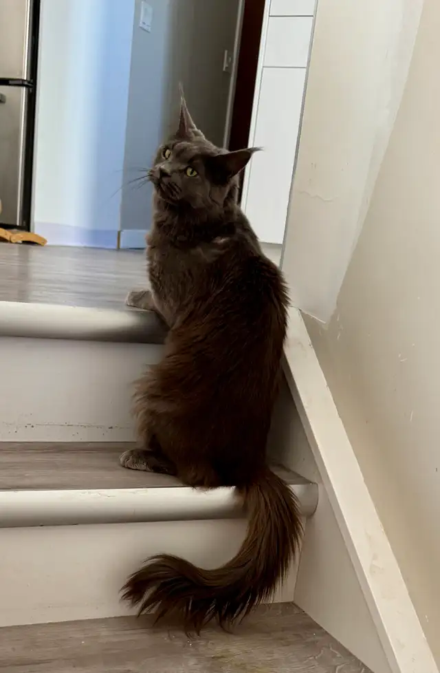 Maine Coons: Kittens & Adults Seeking Loving Homes - Photo 2