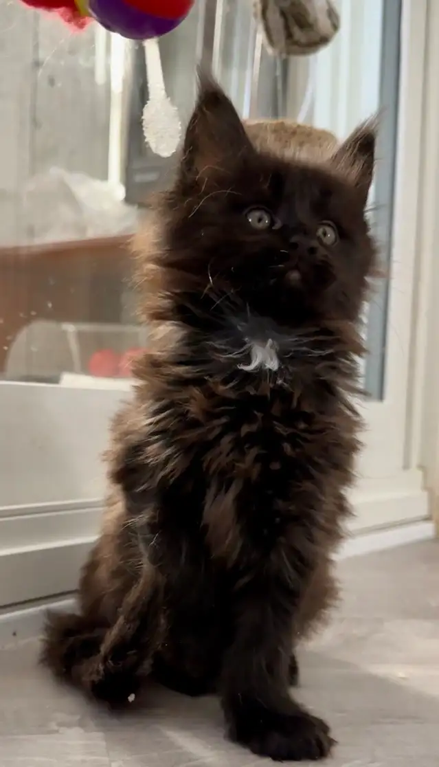 Maine Coons: Kittens & Adults Seeking Loving Homes - Photo 3