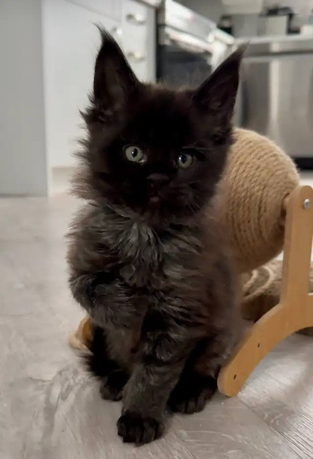 Maine Coons: Kittens & Adults Seeking Loving Homes - Photo 4