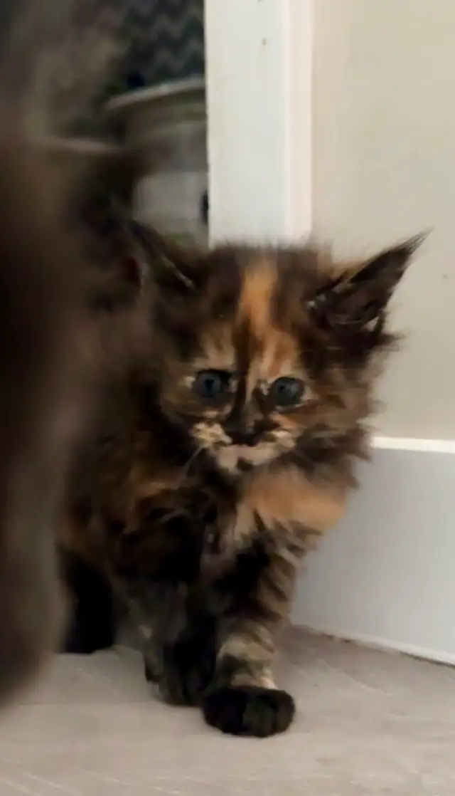 Maine Coons: Kittens & Adults Seeking Loving Homes - Photo 6