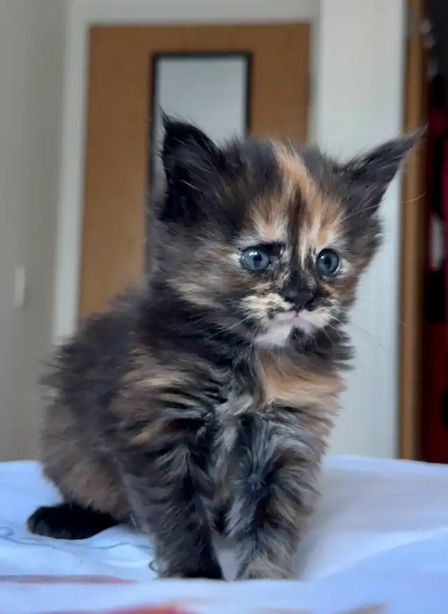 Maine Coons: Kittens & Adults Seeking Loving Homes - Photo 7