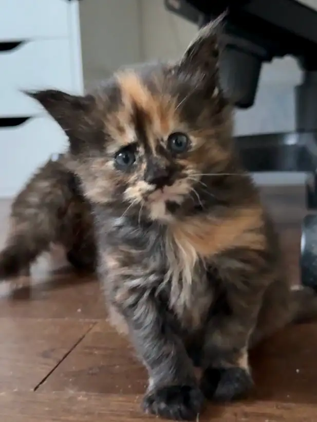 Maine Coons: Kittens & Adults Seeking Loving Homes - Photo 8