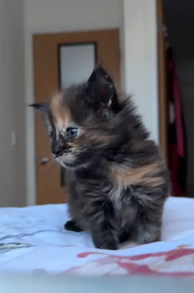 Maine Coons: Kittens & Adults Seeking Loving Homes - Photo 9