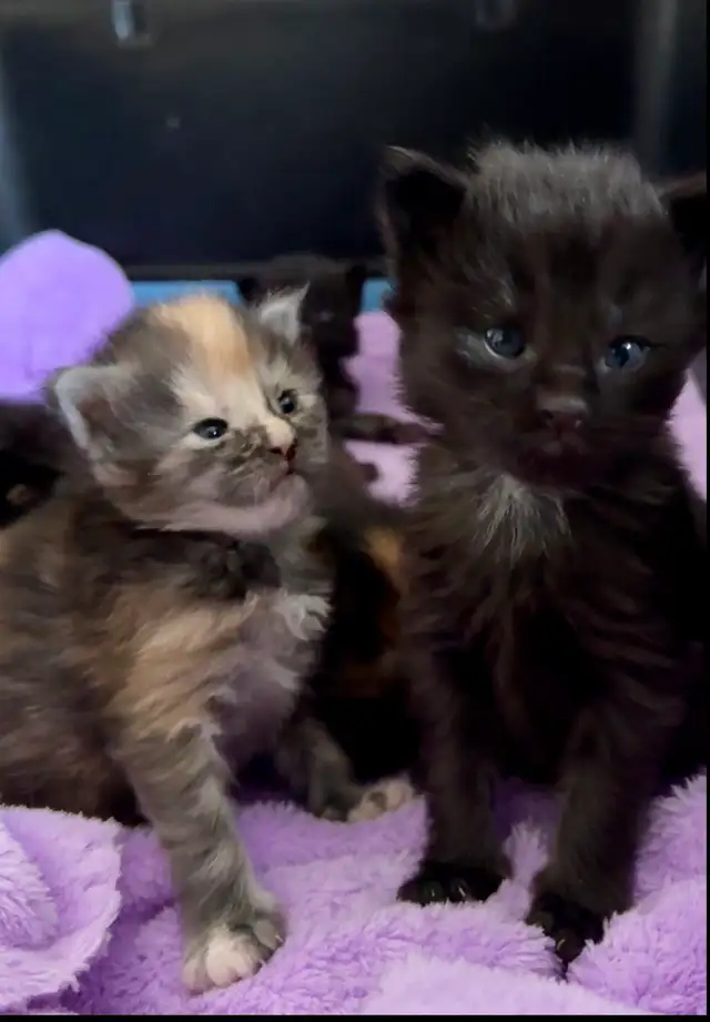 Maine Coons: Kittens & Adults Seeking Loving Homes - Photo 10