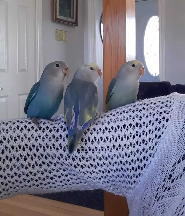 beaux bébés inséparables roseicollis nourrient à la main