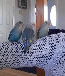 beaux bébés inséparables roseicollis nourrient à la main