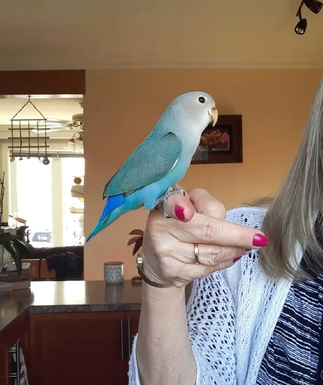 beaux bébés inséparables roseicollis nourrient à la main - Photo 4