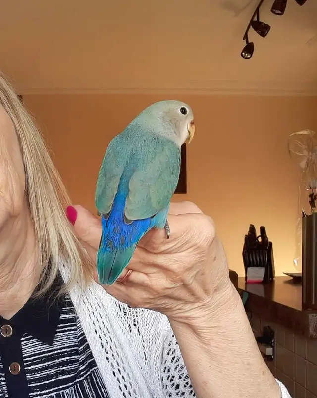 beaux bébés inséparables roseicollis nourrient à la main - Photo 5