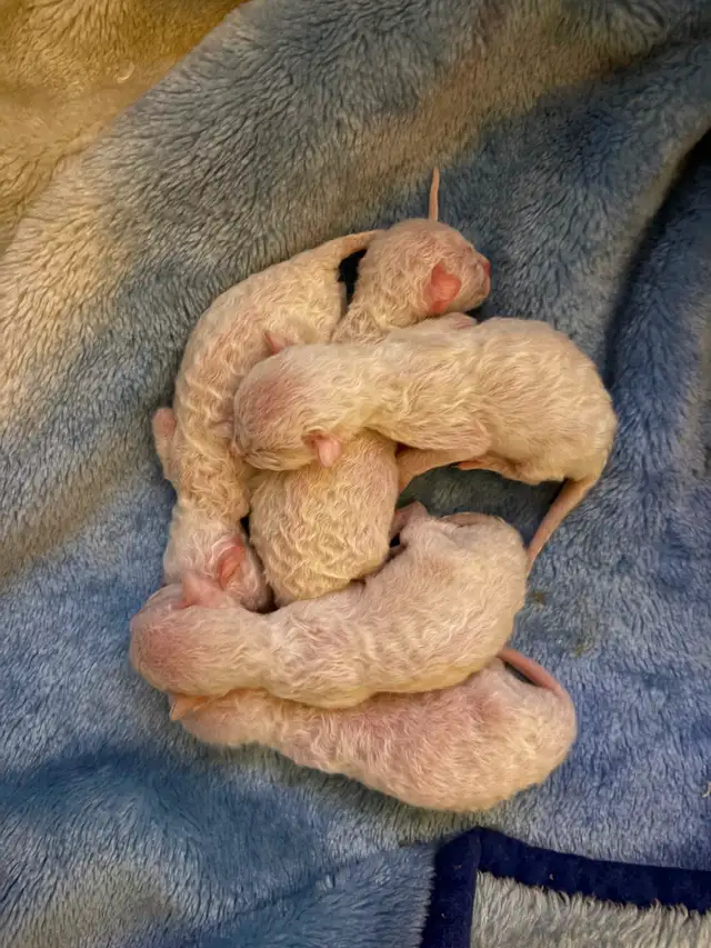 Rex cornish - Photo 2