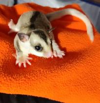 Reserving Seth white-faced ring-tailed Joey for April