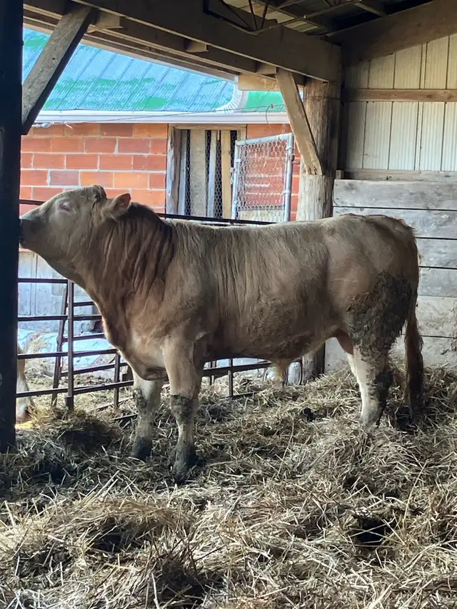 Blonde Bull - Photo 2