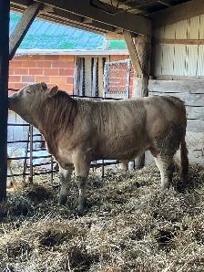 Blonde Bull - Photo 2