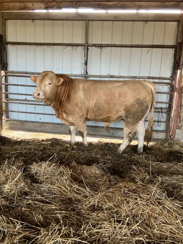 Blonde Bull - Photo 3