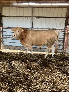 Blonde Bull - Photo 3