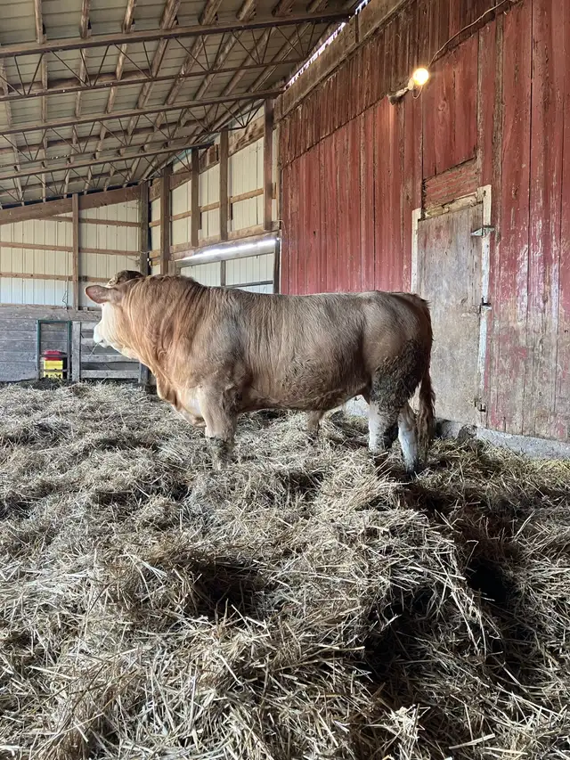 Blonde Bull - Photo 4