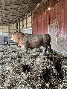 Blonde Bull - Photo 4