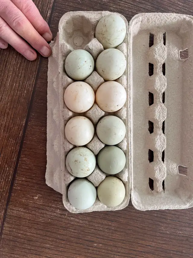 Hatching Duck Eggs For Sale