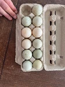 Hatching Duck Eggs For Sale