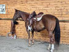 8 year old mare for LEASE