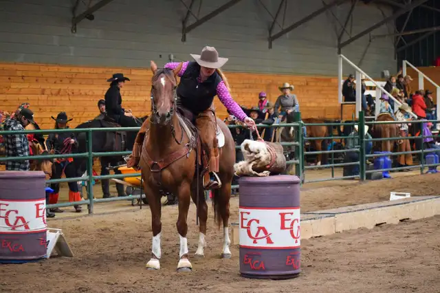 8 year old mare for LEASE - Photo 2