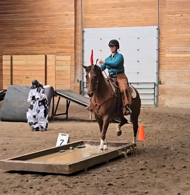 8 year old mare for LEASE - Photo 3