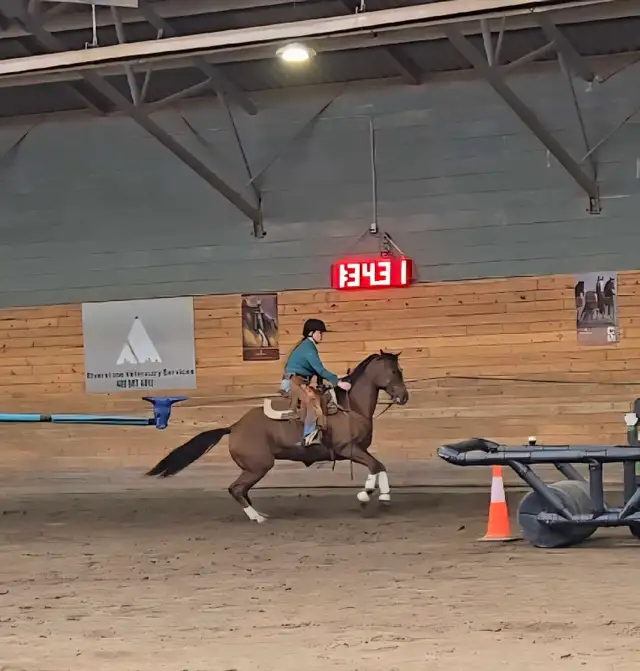 8 year old mare for LEASE - Photo 4