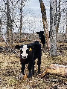 WTB Beef Calf