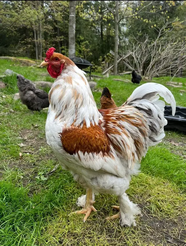oeufs fécondés à vendre - Photo 2