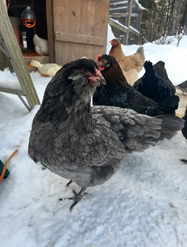 oeufs fécondés à vendre - Photo 3