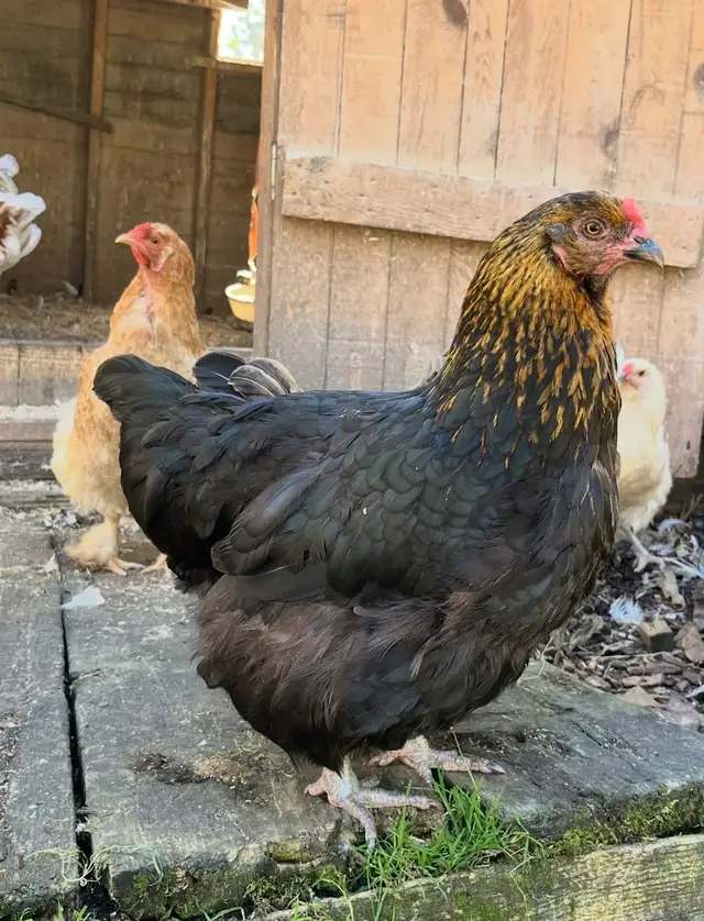 oeufs fécondés à vendre - Photo 6