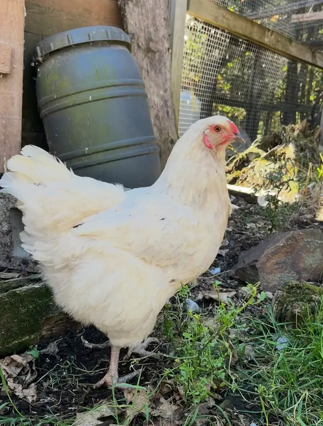 oeufs fécondés à vendre - Photo 7