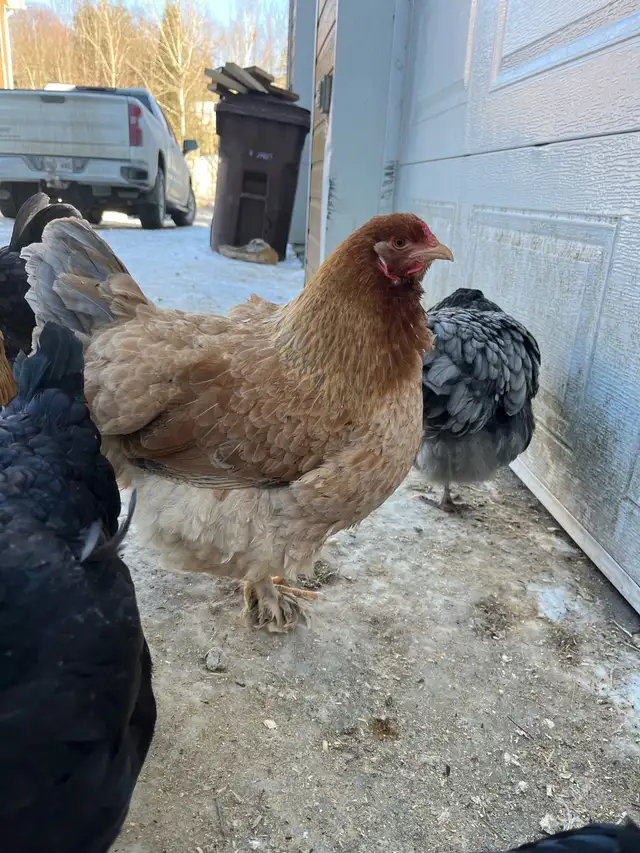 oeufs fécondés à vendre - Photo 10