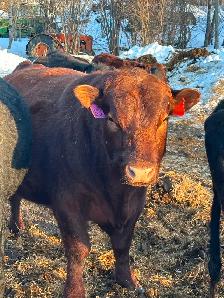 2 year old Red Angus Bull For Sale