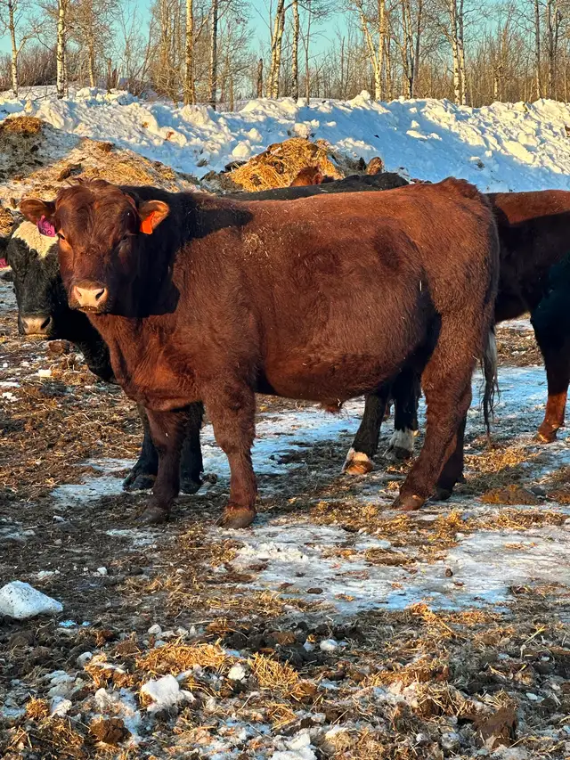 2 year old Red Angus Bull For Sale - Photo 2