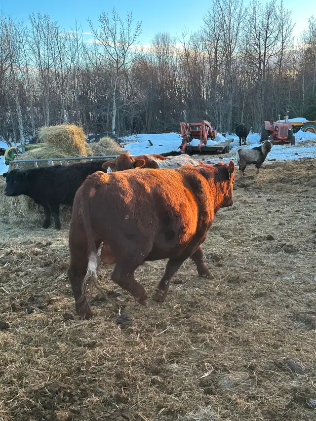 2 year old Red Angus Bull For Sale - Photo 3