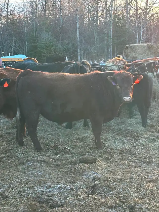 2 year old Red Angus Bull For Sale - Photo 4