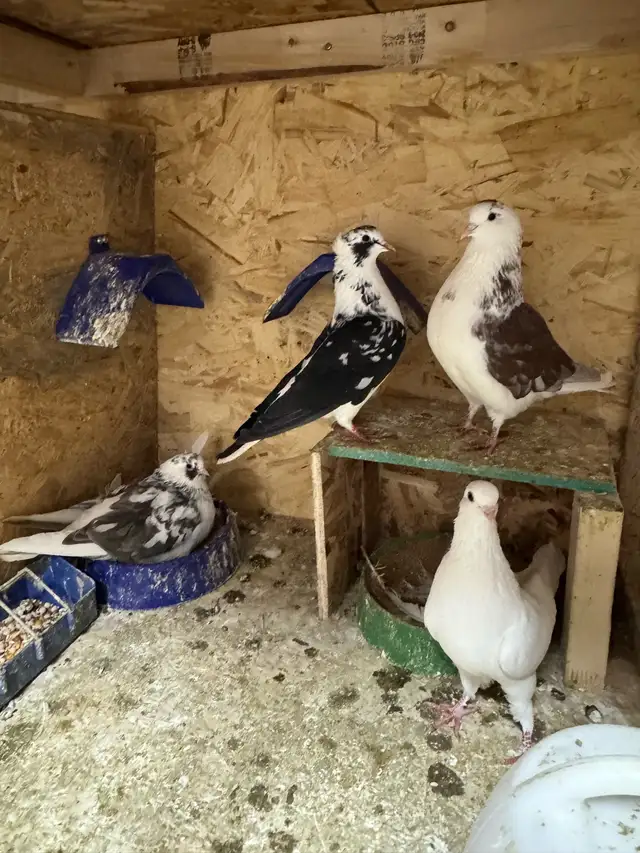 pigeon rehoming