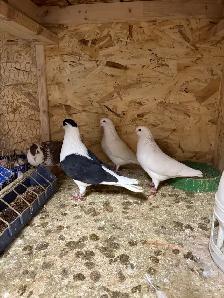 pigeon rehoming - Photo 2