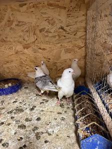 pigeon rehoming - Photo 3