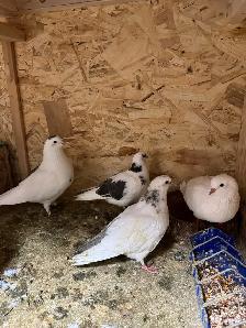 pigeon rehoming - Photo 4