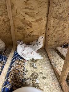 pigeon rehoming - Photo 5