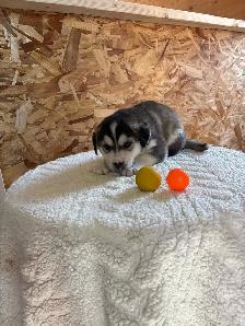 Husky x puppies - Photo 2