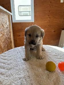 Husky x puppies - Photo 3