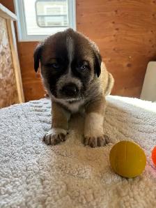 Husky x puppies - Photo 4