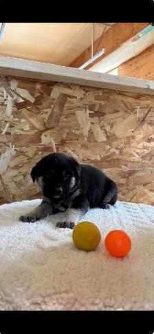 Husky x puppies - Photo 5