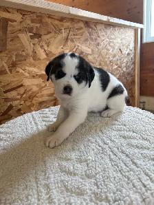 Husky x puppies - Photo 6