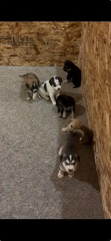 Husky x puppies - Photo 7
